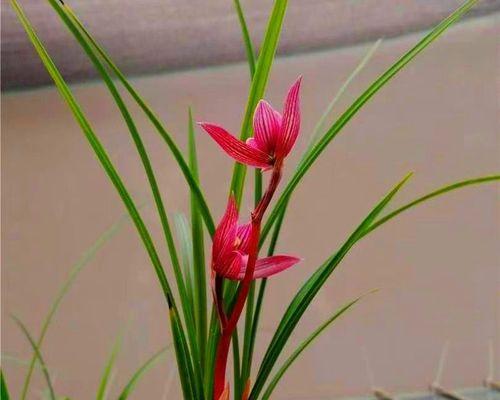 兰花开花时间及开花次数的全解析（一年开几次花）