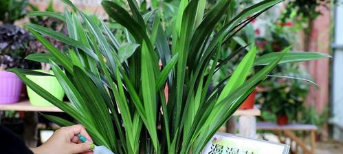 兰花生长的条件与特点（兰花的生长环境）