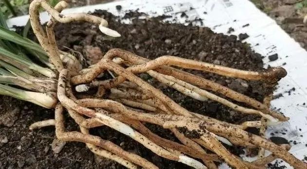 兰花根系的特点及适宜种植条件（探究兰花根系的结构）
