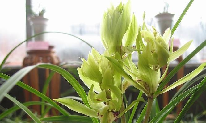 兰花的分类学——单子叶还是双子叶（兰花的生物学特征与分类系统的探究）