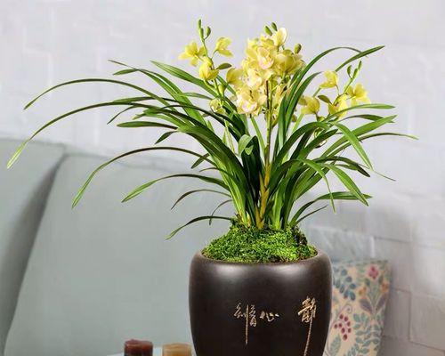 兰花（让工作环境更加宜人的秘诀）