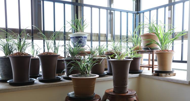 兰花的种植环境选择（室内还是室外）