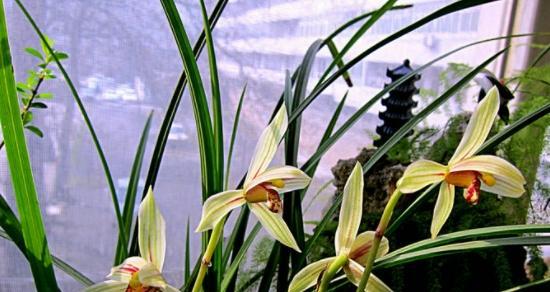 探秘兰花属——香气四溢的花中精品（诠释兰花的种类）