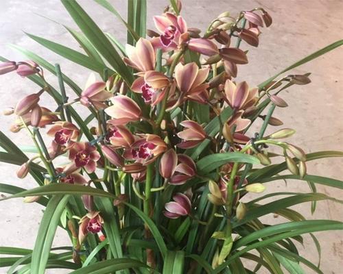 四季常青！兰花如何实现四季开花（探秘兰花四季开花的奥妙）