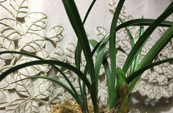 解决兰花不开花问题的有效方法（了解兰花不开花的原因）