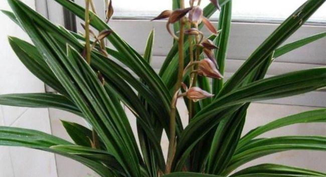 兰花养护（培育多年开花）