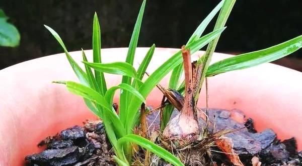 兰花叶尖干枯的处理方法（怎么避免兰花叶尖干枯）