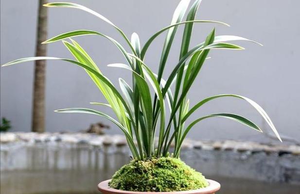 兰花修剪的技巧与时间（掌握兰花剪枝的诀窍）