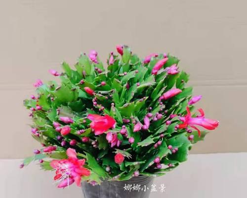 蟹爪兰的花语与含义（解析蟹爪兰花语）