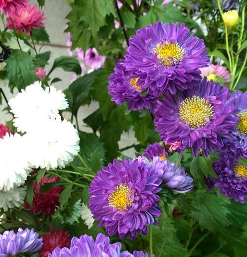 紫色翠菊花的花语与美丽（翠菊花所代表的情感和寓意）
