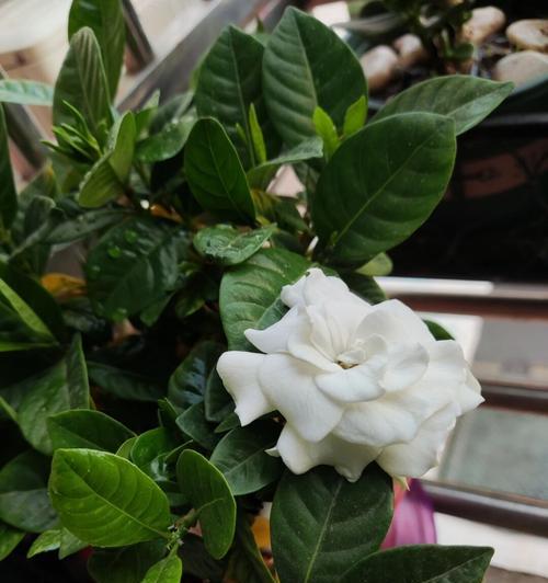 栀子花几月开揭示花卉寓意之美（栀子花开放的时期及其象征意义）
