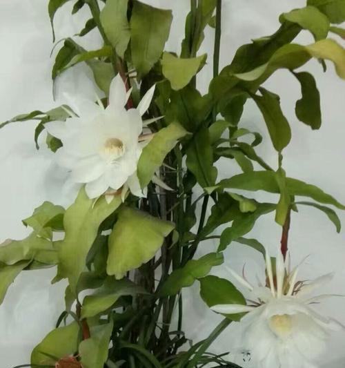 昙花花语（昙花花语象征与寓意）