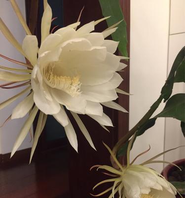 昙花开花的象征意义（昙花的奇迹在自然界的展现）