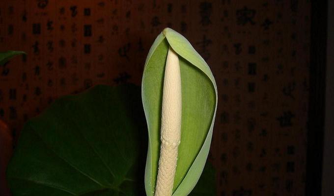 滴水观音菩萨的象征意义与修行法门（探索滴水观音菩萨的智慧与慈悲）