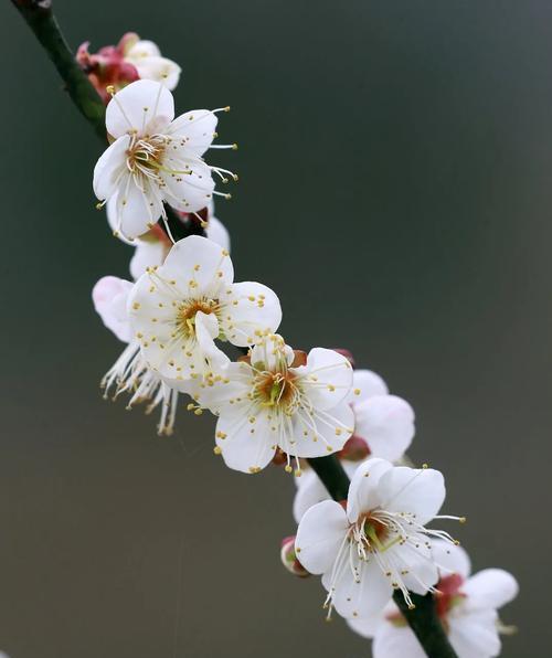 冬日梅花的象征意义（寒冬中绽放的坚韧与美丽）