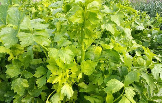 从营养、医疗到美容，解析芹菜的多重用途（从营养、医疗到美容）