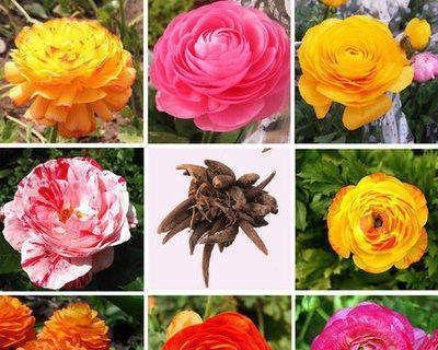 芹叶牡丹的种子及种植技巧（打造自己的芹叶牡丹园）