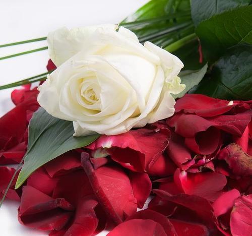 玫瑰花花语颜色代表什么（解读玫瑰花的各种颜色所代表的不同含义）