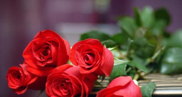 玫瑰花的意义与象征（以玫瑰花几朵代表的含义是什么）