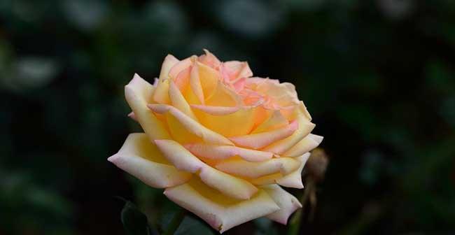 玫瑰花色彩的隐含意义（探索玫瑰花颜色的象征意义）