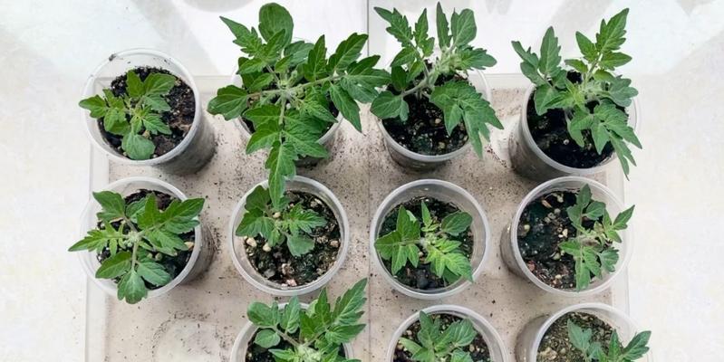 从西红柿到种子——留种子、种植方法详解（西红柿留种子）