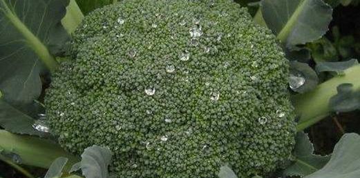 西兰花种植全攻略（种植时间）