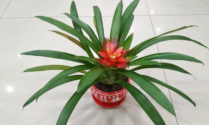 千代兰花（传递着爱与希望的花海）