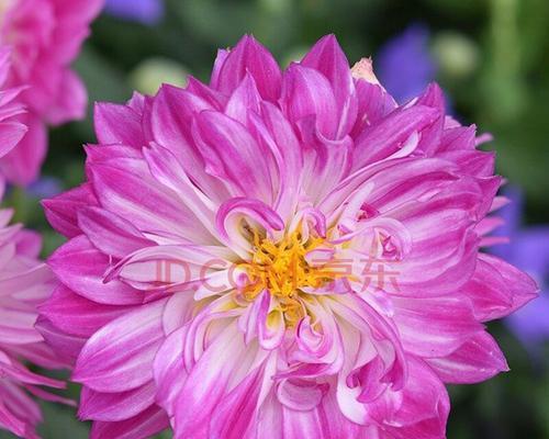 粉色菊花花语探究——爱情与幸福的象征（探秘菊花花语）