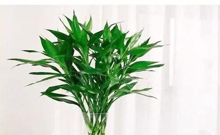 富贵竹的花语与寓意——象征繁荣和幸福的绿色之物（繁荣富贵竹的意义与象征力）