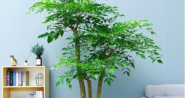 黑法师风水摆放的寓意与位置选择（探索黑法师风水的奥秘）