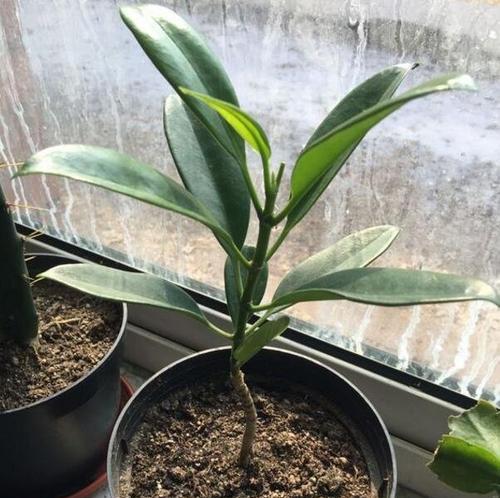 非洲茉莉的修剪时间及注意事项（如何掌握非洲茉莉修剪的最佳时间及技巧）