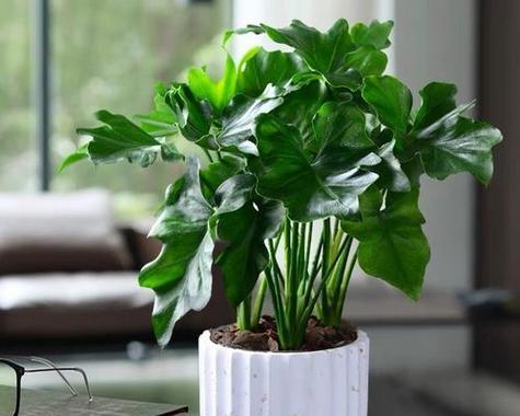 非洲茉莉——耐阴的热带植物（探究非洲茉莉的生长环境和特点）