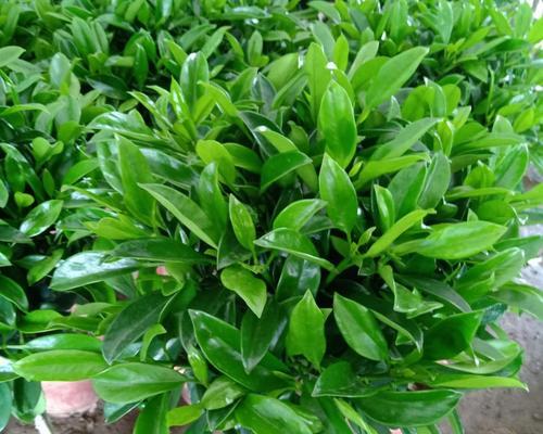 非洲茉莉水浇多了怎么办（教你轻松恢复茉莉花的健康）