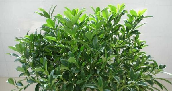如何养护非洲茉莉（打造茉莉花的优美姿态）