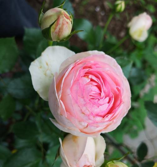 芬芳宝石月季的优缺点详解（了解芬芳宝石的特点与适宜环境）