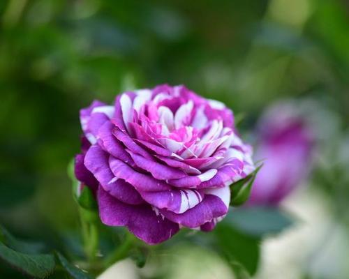 芬芳宝石月季——品种介绍与养护技巧（探秘芬芳宝石月季的生长特点和美丽之处）