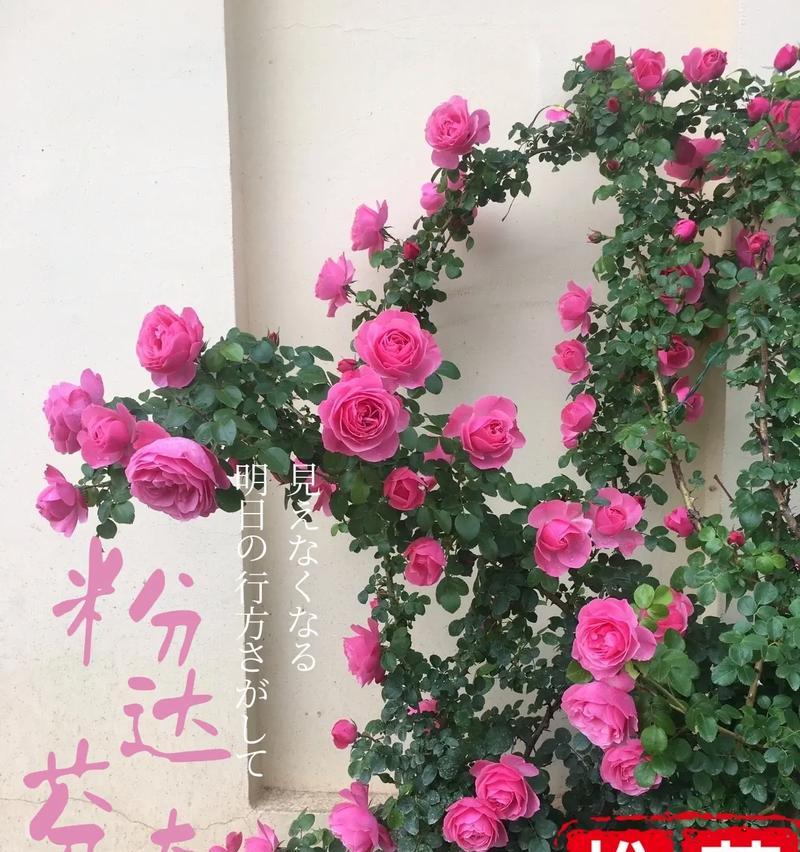 粉达爬藤月季（探究粉达爬藤月季的优缺点及栽培技巧）