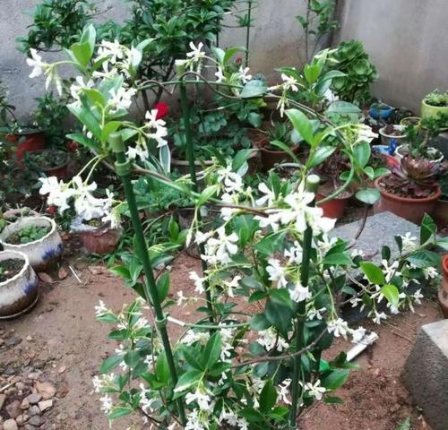 种植风车茉莉的盆选取技巧（从大小、材质到颜色）