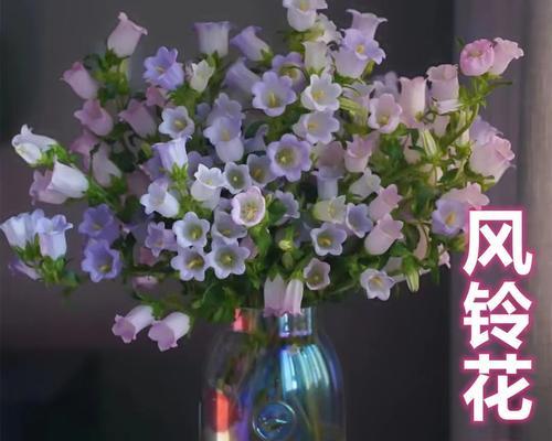 如何养活风铃草（从选址到病虫害防治）