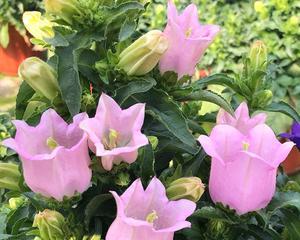 如何延长风铃花的寿命（从光照）