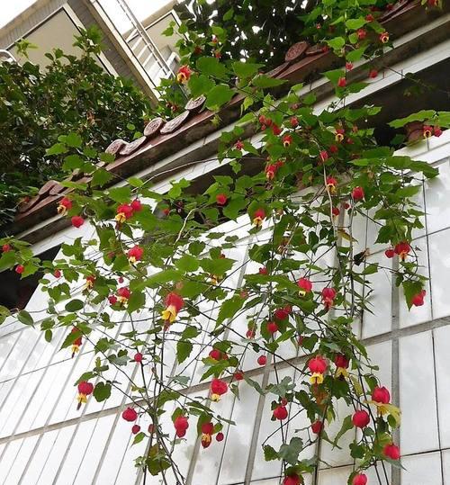 风铃花的种植与养护（合适的播种时间和关键技巧）