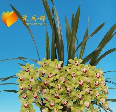 以兰草花的花语——爱的承诺（呵护相伴）