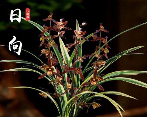兰花的象征意义（探索兰花的文化内涵与象征）