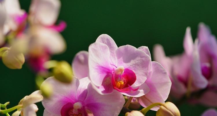 兰花花语（兰花的寓意与象征——探索传承千年的文化之美）