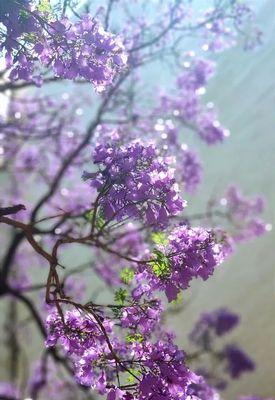以蓝花楹花语寓意是什么（揭秘蓝花楹花的象征意义与心灵故事）
