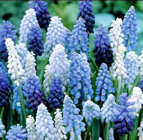 蓝色风信子花语的奥秘（探索蓝色风信子的花语意义）