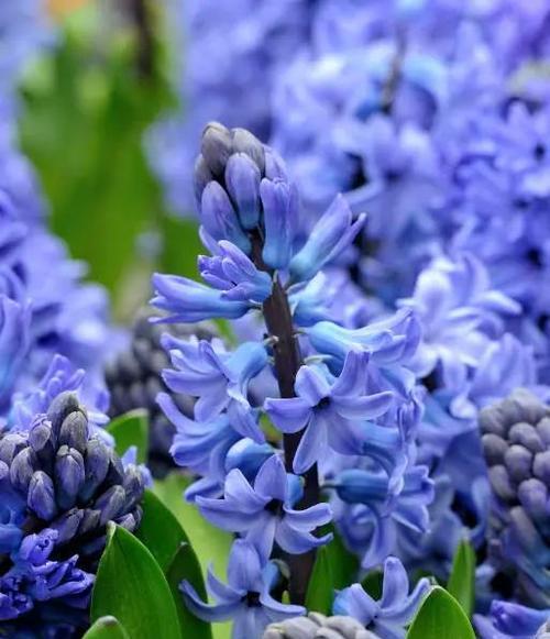 蓝色风信子花语的奥秘（探索蓝色风信子的花语意义）