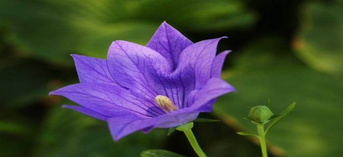 蓝色桔梗花的花语与意义（蓝色桔梗花传达的祝福和情感）