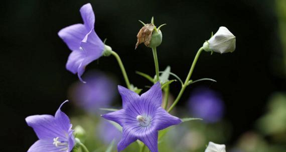 蓝色桔梗花的花语与意义（蓝色桔梗花传达的祝福和情感）
