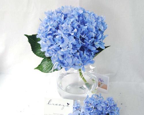 蓝色绣球花的花语及意义（探索蓝色绣球花的花语）
